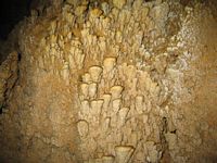 bracket fungus formations